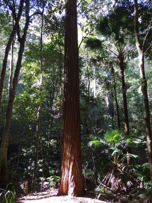 Scientific Exploration of Plant Sentience